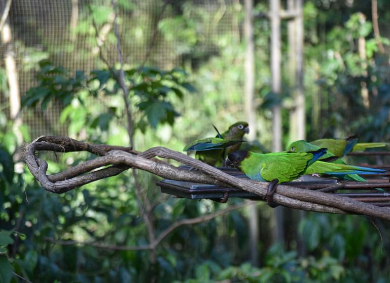 В джазе только девушки или аргентинско-бразильский калейдоскоп В джазе только девушки или аргентинско-бразильский калейдоскоп