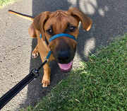 Rocco the Rhodesian Ridgeback 37