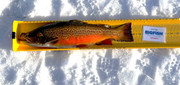 [Image: Tiger-Trout18.jpg]