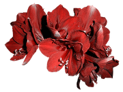 Blossom-Elements-60