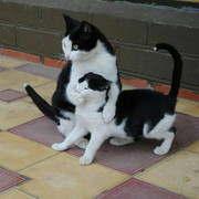 volghanhosseini (101)