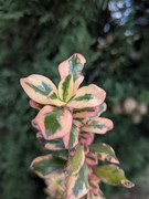 PXL-20250509-024127282-MACRO-FOCUS