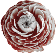 Blossom-Elements-40