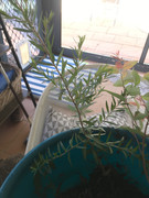 CB2444B2-33C9-4CD4-A301-E9A2DA03CFAF