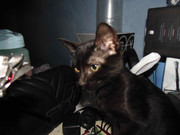 43.16.terror groupie's kids XVI