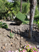 26 Никитский сад