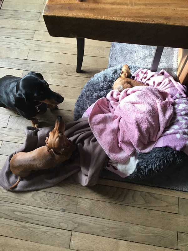 [Image: 75346489-158-F-4-A1-A-8966-25-ED235-F7640.jpg]