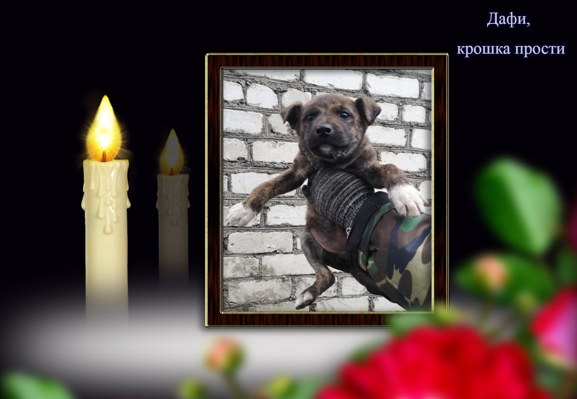 viptalisman_149088 (1)