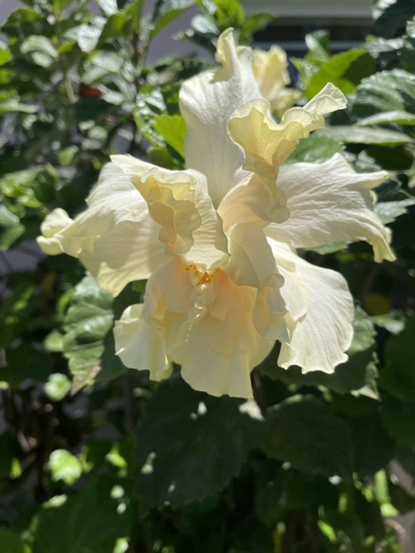 EF2E1C4B-2FB5-47B0-9AF1-C8DC72EDC936_1_105_c