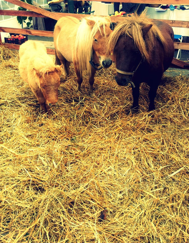 seima svarbi visoje gamtoje (752 x 964)