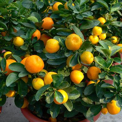 fukushu-kumquat-tree.jpg