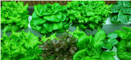 Growing Hydroponic Lettuce