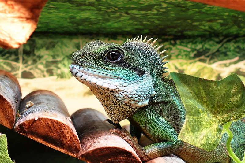 green-iguana.jpg
