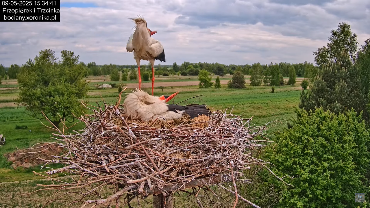 09052025bociany30