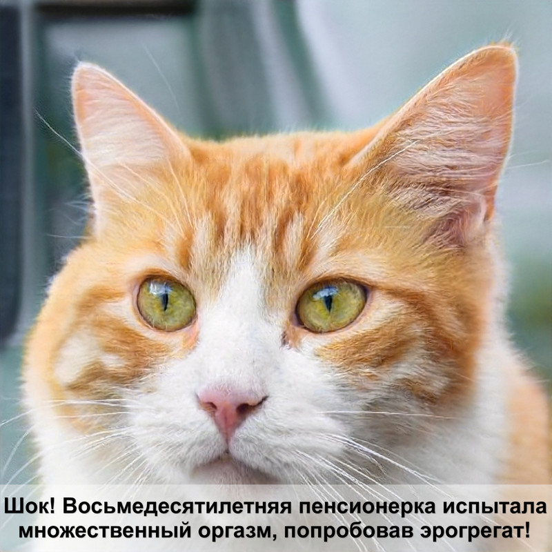 миски для кошек