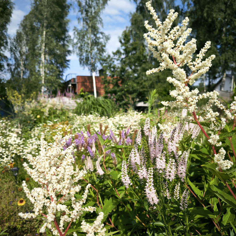 IMG_20240706_094828