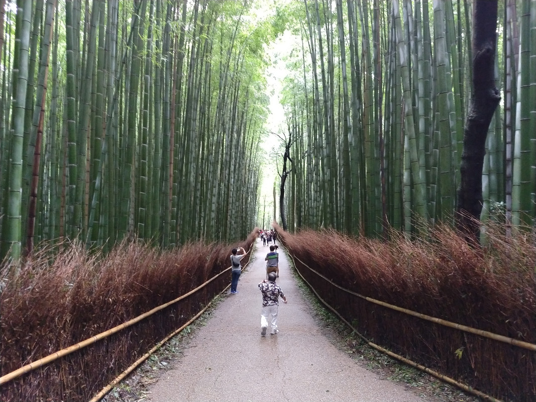 LUNES 10 KYOTO - Kinkaku-ji - Ryoan-ji. - Tenryu-ji - Bosque de bambú. - JAPON. UNA GRAN AVENTURA , SIN ENAMORAMIENTO FINAL (3)