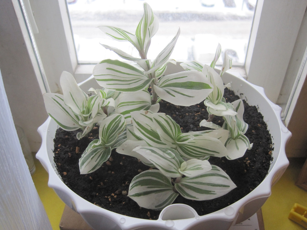 Временно на подоконнике