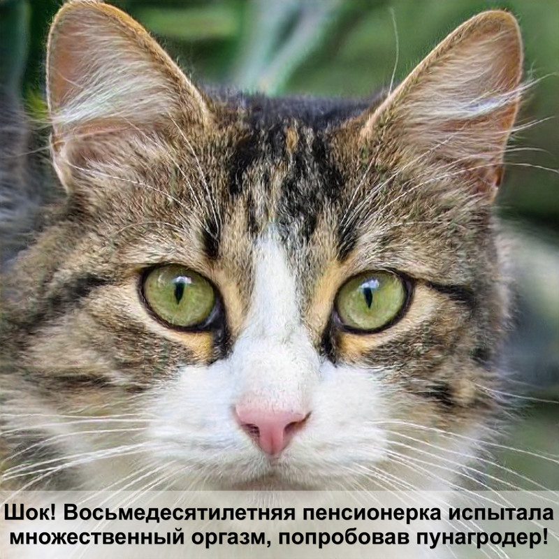 британская кошка описание