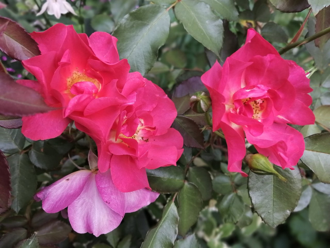 IMG_20200515_183952