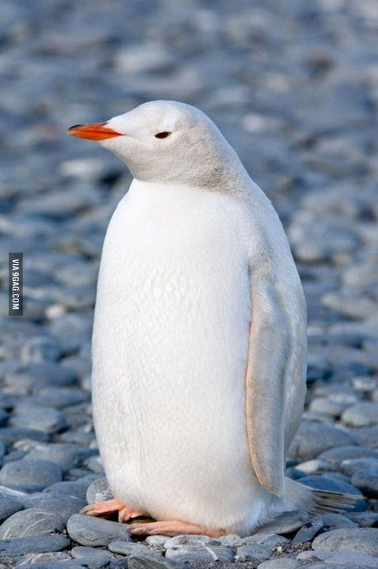 whitepenguin.jpg