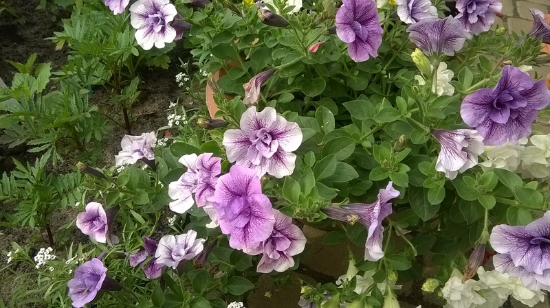 WP_20150627_10_04_20_Pro