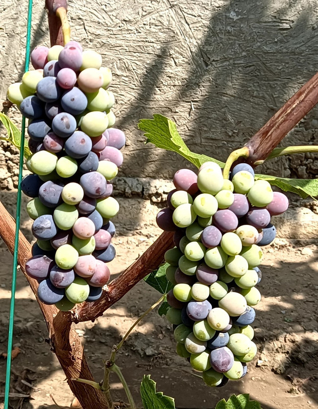 Оджалеши_20230823_135459