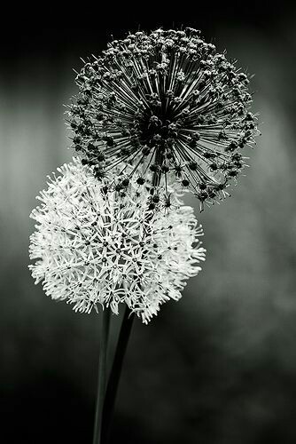 84870f1d626292e4d77e03190326de5c