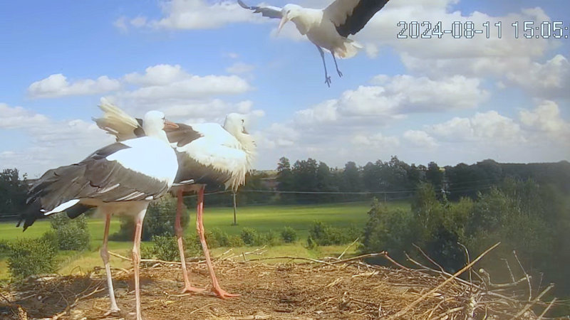 Zrzut ekranu 2024-08-11 151227