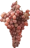 szolo