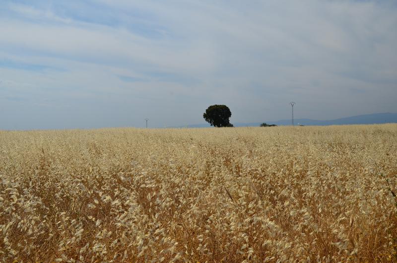 EMBALSE DE VALDECAÑAS-2019/2023 - Extremadura y sus pueblos -2010-2023 (26)