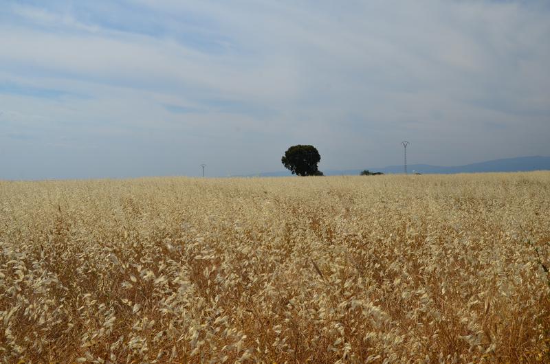 EXTREMADURA Y SUS PUEBLOS -2010-2023 - Blogs of Spain - EMBALSE DE VALDECAÑAS-2019/2023 (26)