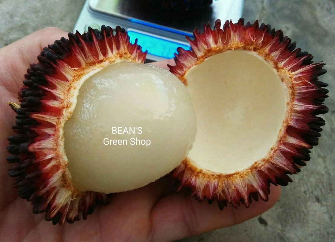 Pulasan 5