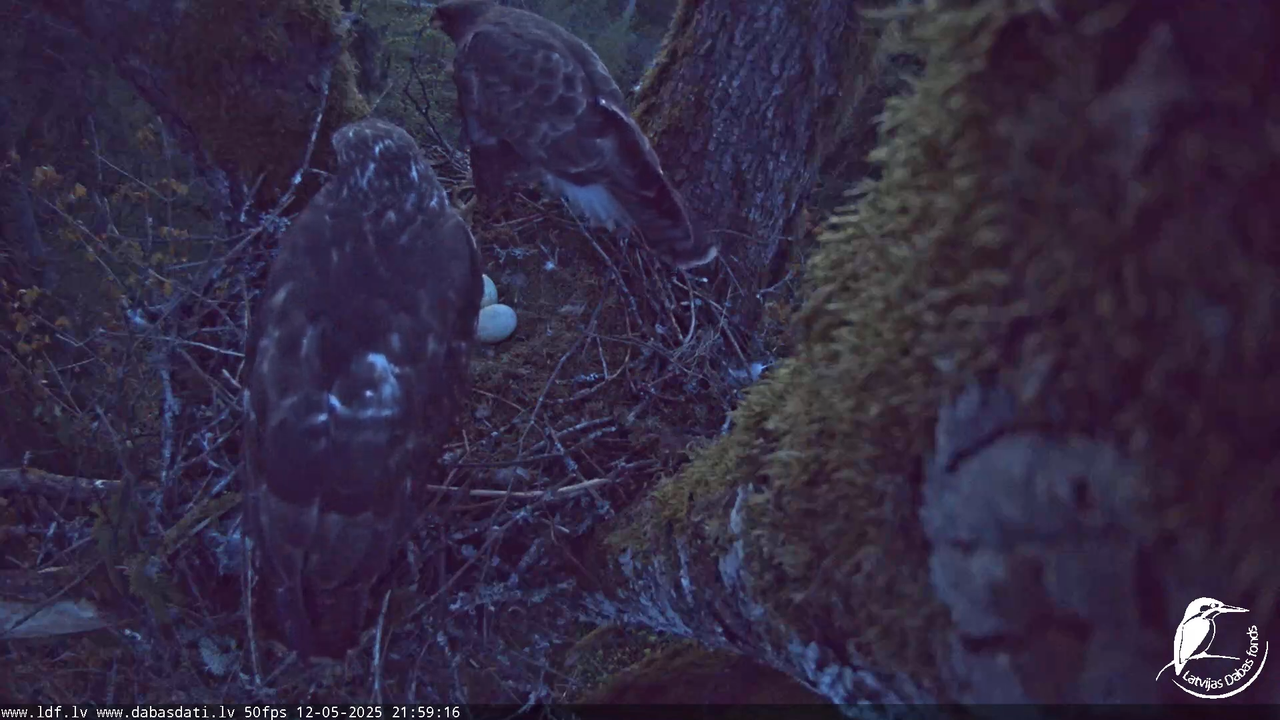 Melnās klijas (Milvus migrans) Kurzemē_ peļu klijāni (Buteo buteo) 13-28-52 screenshot
