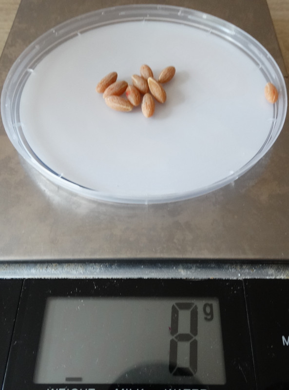 koščice domačega drena