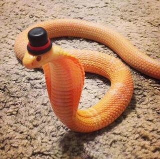 Whats-_Hotter-_Than-a-_Cobra-in-a-_Top-_Hat.jpg