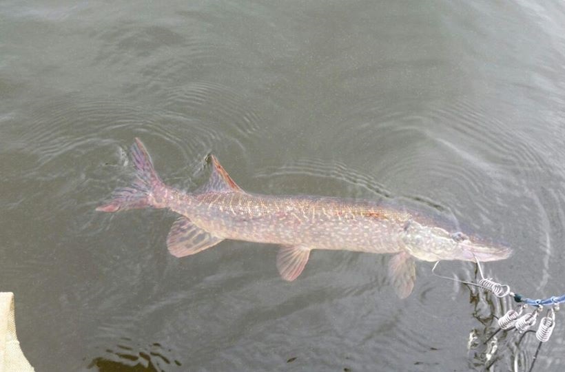 Карты 20277088_1829508653995198_985948058204678251_n джиг спинни