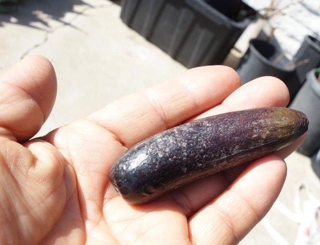 Avo Seedless Finger pic6 2 1 25 (1)