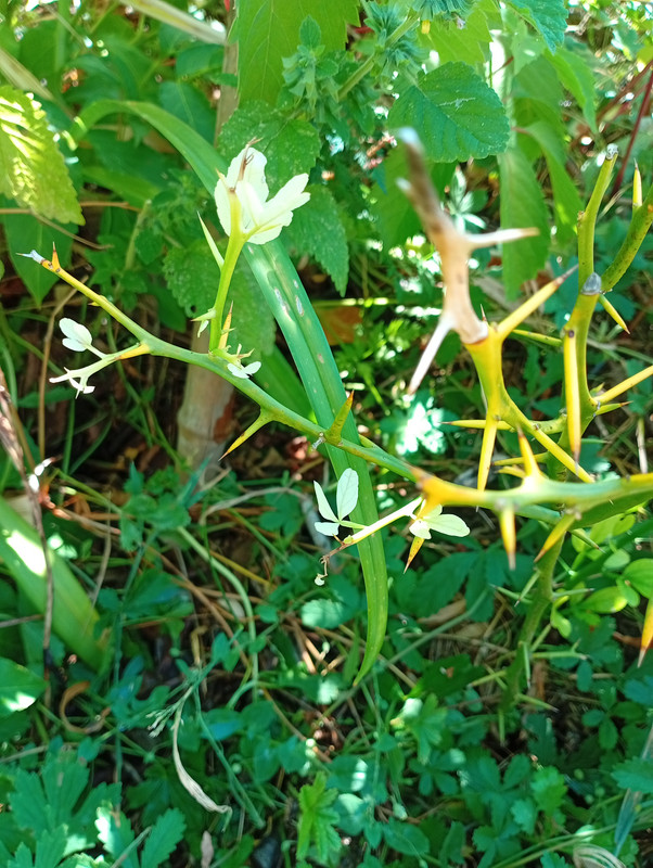 IMG 20260704 110036