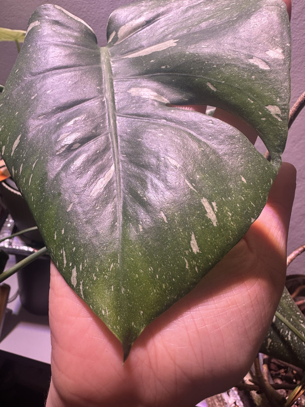 BA3A7CE6-B654-455A-B59E-61CBF22B0A79