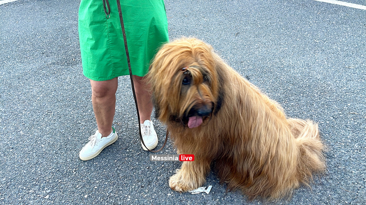 παρκο σκυλιαimage00019