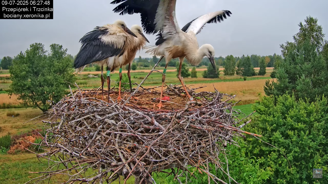 09072025bociany18