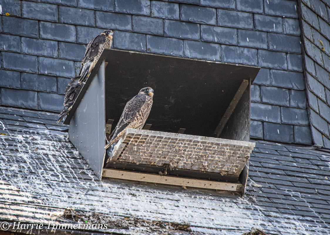 Alphen NBr M D/J ~ Vrouw geen ringen A1