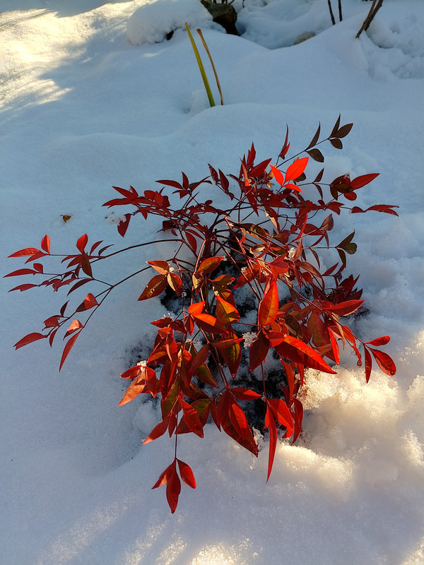 IMG_20240121_154355_HDR