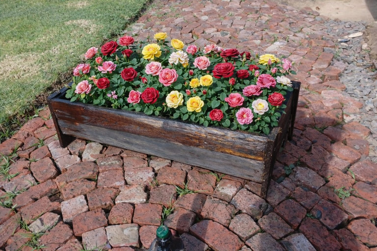 Succulent Garden