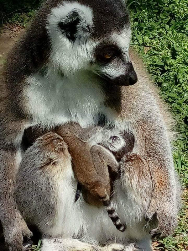 NOVOSTI Zooloska-bliznaci
