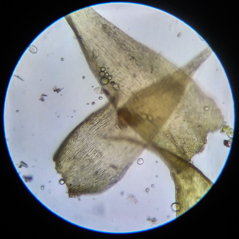 IMG 20250614 205211 HDR