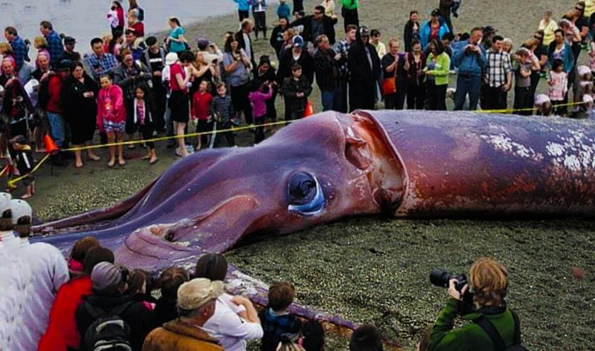 Неведомые морские создания - свидетельства и интересные факты Неведомые морские создания - свидетельства и интересные факты