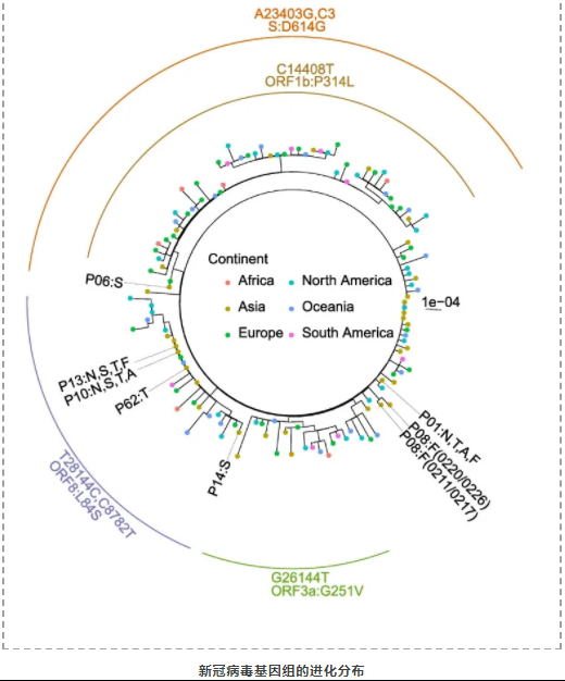 新冠病毒在个体内变异及个体间传播演化最新研究进展-3.png