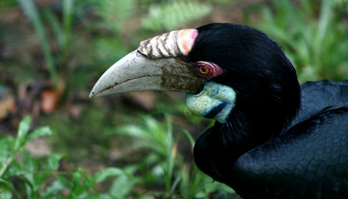 Burung Enggang